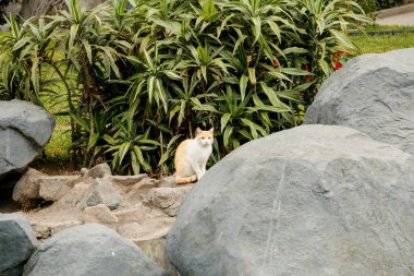 Şirin kedi yerde oturuyor ve başka tarafa bakıyor.