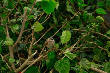 Sunris 'te yeşil ağaçta serçe kuşu