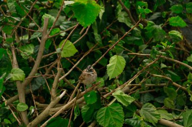 Sunris 'te yeşil ağaçta serçe kuşu