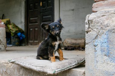 Sokakta beyaz yakalı bir köpek.
