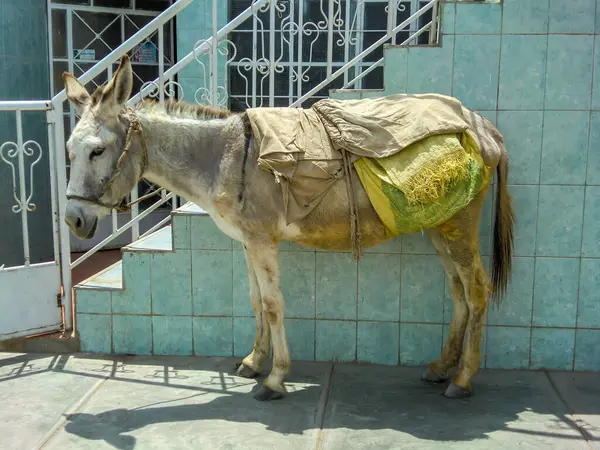 Kırsal bir alanda eşek.