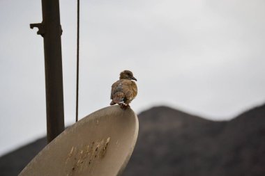 Tahta bir direkte baykuşun yakın plan çekimi.