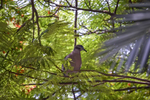 Papagaio Verde Zoológico — Fotografia de Stock