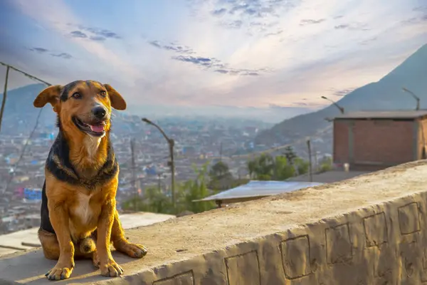 Arka planda dağın tepesi olan köpek, seyahat ve turizm konsepti