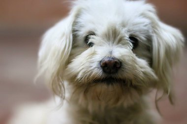 Şirin bir köpeğin portresi.