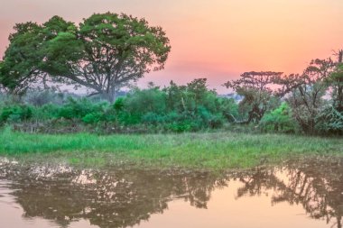 Gün batımı ve sudaki ağacın yansıması.