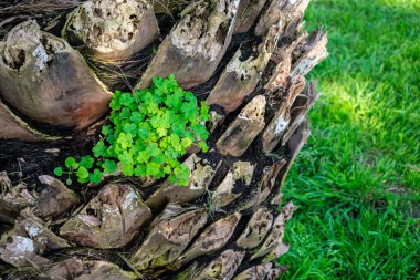 Bahçedeki genç bitki.
