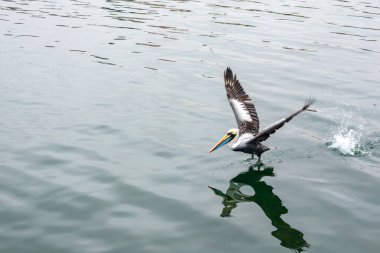 Büyük beyaz pelikan (crolecanus cartalus) ).