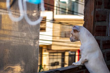 Köpek caddedeki evden dışarı bakıyor.