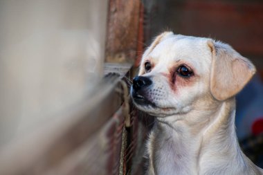 Köpek caddedeki evden dışarı bakıyor.