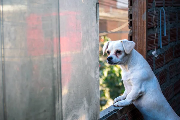 Köpek caddedeki evden dışarı bakıyor.