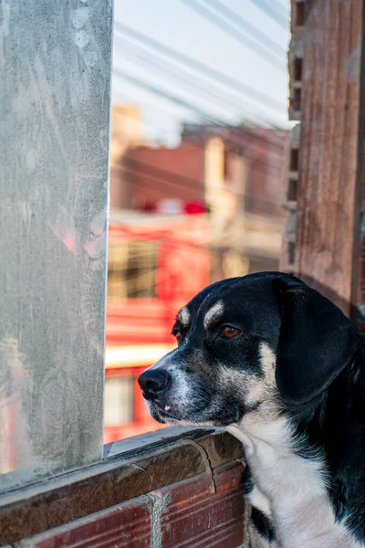 Hund Auf Der Straße — Stockfoto