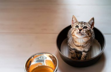 Boş bir yemek kasesinin yanına bakan bir kedi.