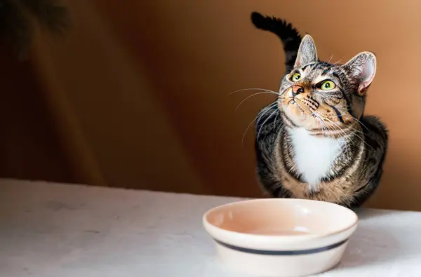Boş bir yemek kasesinin yanına bakan bir kedi.