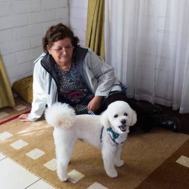 Bir kaniş köpeği, sahibine halının üstünde oyun oynar.