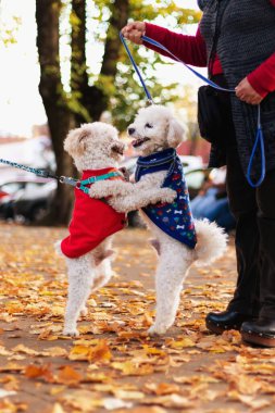 Parkta şefkatle sarılan bir çift köpek.