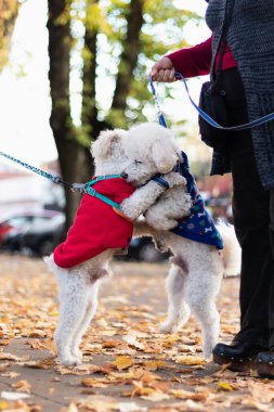 Parkta şefkatle sarılan bir çift köpek.