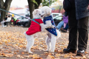 Parkta şefkatle sarılan bir çift köpek.