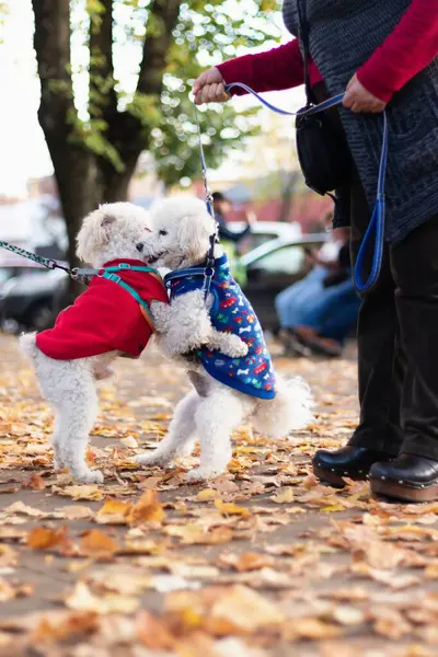 Bir çift kaniş köpeği parkta oynaşıyor ve sarılıyorlar.