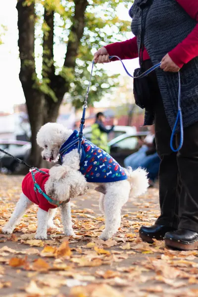 Bir çift kaniş köpeği parkta oynaşıyor ve sarılıyorlar.