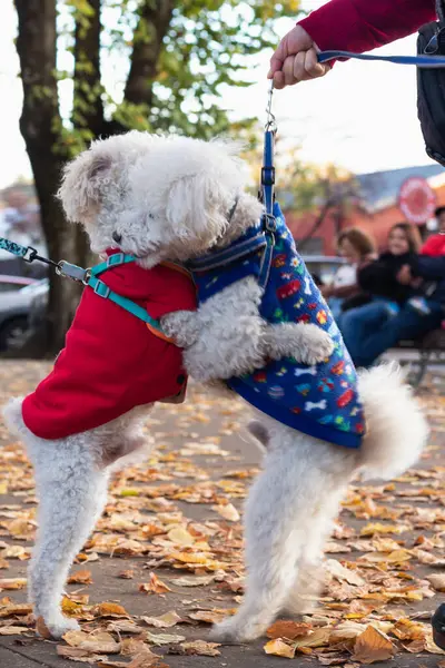 Birbirinin kollarında bir çift köpek.