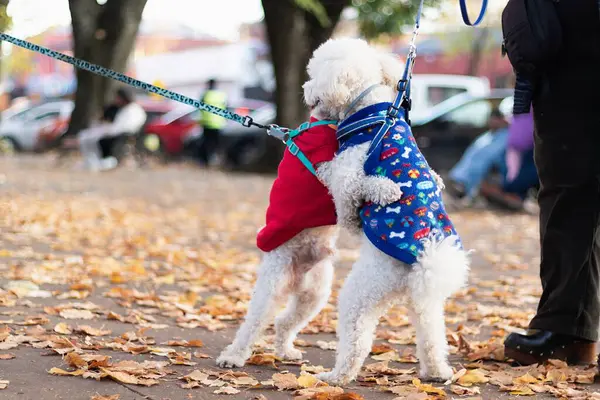 Bir çift köpek parkta oynaşıyor ve sarılıyorlar.