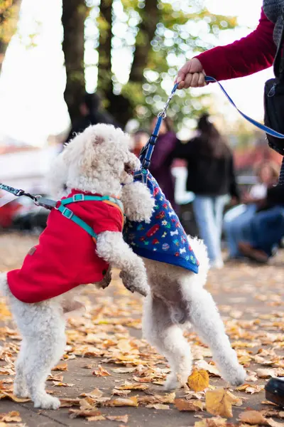 Parkta oynayan iki köpek.