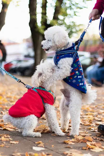 Parkta oynayan iki köpek.
