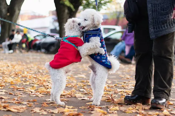 Bir çift köpek parkta oynaşıyor ve sarılıyorlar.