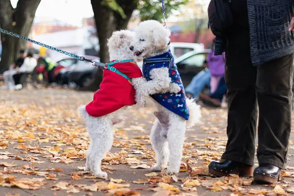 Parkta şefkatle sarılan bir çift köpek.