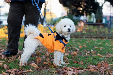 Giyinik bir kaniş köpeği parkta yürüyor.
