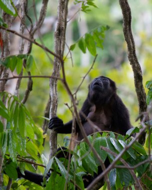 Kosta Rika, Montezuma 'da dişi bir Uluyan Maymun