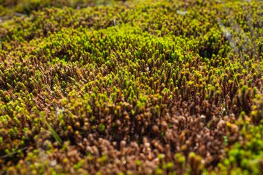Atlanta, Georgia 'nın altın güneşindeki yosun gibi kalın bir çam ağacı. (ABD)