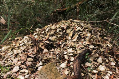 Florida ormanlarında üst üste yığılmış Hint gübre kabuğu.