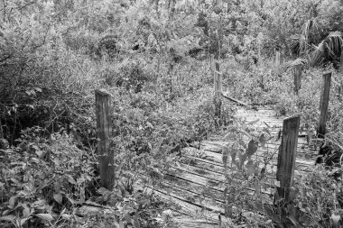 An abandoned and overgrown path in the forest in Florida