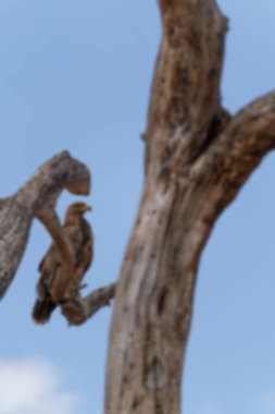 Baground doğa dağı ve hayvanlardan arındırılmış