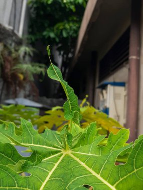 Sabahları eşsiz papaya yaprağı