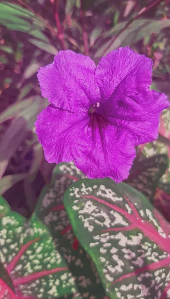 solid purple star-shaped flowers