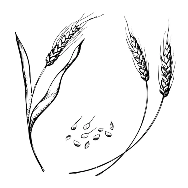 Vector Hand Drawn Wheat Ears Sketch Doodle Bunch Wheat Ears — Vettoriale Stock