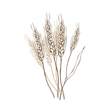 Hand drawn wheat ears sketch doodle. Bunch of wheat ears, dried whole grains. Cereal harvest, agriculture, bakery , farming, healthy food symbol. Design element. Vector