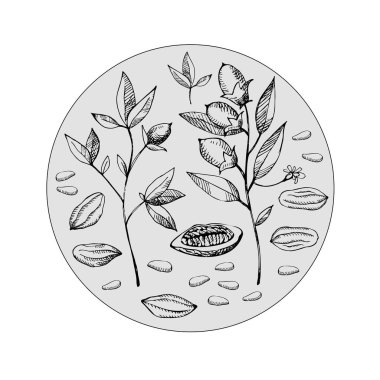 Cocoa set. Hand drawn cocoa bean vector, sketch of leaves and cocoa tree.Parts of plants. Organic product.Design element. Doodle  for cafe, shop, menu, cosmetics. For label, logo, emblem, symbol.Vector