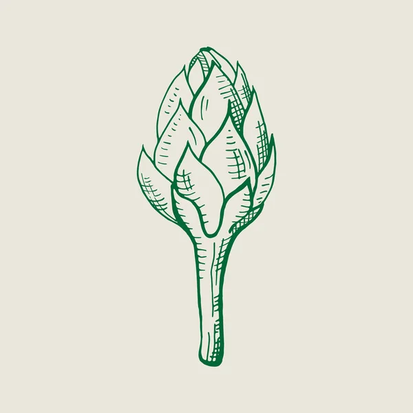 Ilustración Alcachofa Bud Hand Flor Comestible Dibujado Alcachofa Entera Fresca — Vector de stock