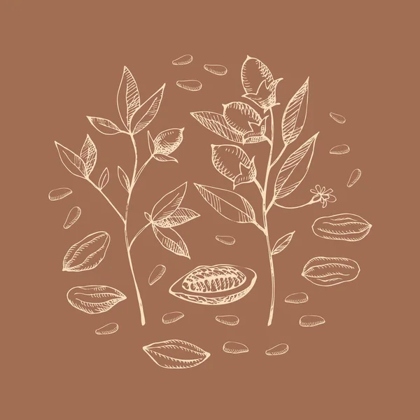 Cocoa Set Hand Drawn Cocoa Bean Vector Sketch Leaves Cocoa — Vector de stock