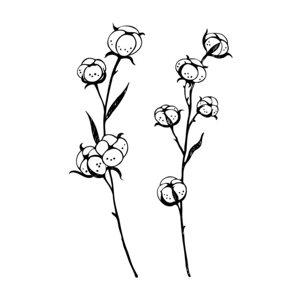 エレガントな葉を持つ綿の枝植物 綿の花の植物図 花と手描きのセット デザイン要素 ベクトル — ストックベクタ
