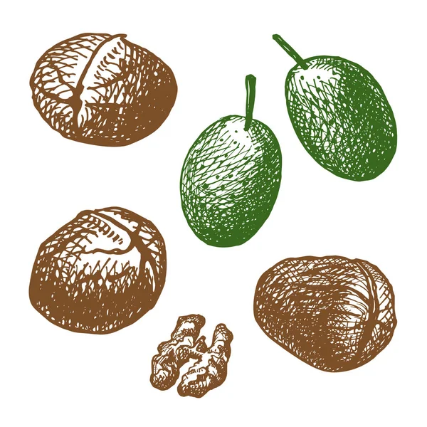 Sada Vlašských Ořechů Ručně Kreslené Ilustrace Zeleného Ořechu Jádra Loupaného — Stockový vektor
