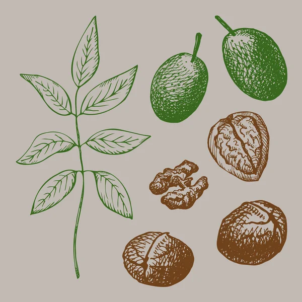 Sada Vlašských Ořechů Ručně Kreslený Zelený Ořech Jádro Větev Ořechového — Stockový vektor