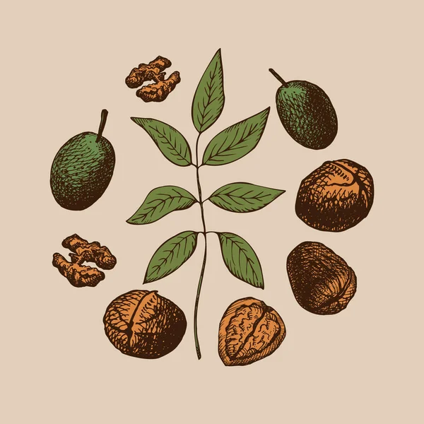 Sada Vlašských Ořechů Ručně Kreslený Zelený Ořech Jádro Větev Ořechového — Stockový vektor