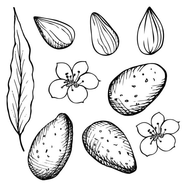 Set Almendras Las Almendras Semillas Frutos Secos Flores Hojas Del — Archivo Imágenes Vectoriales
