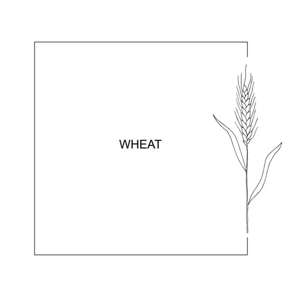 Wreath Frame Ears Wheat Bunch Ears Wheat Dried Whole Grains — Vector de stock