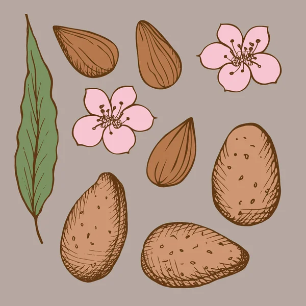 Mandlemi Mandle Semena Ořechy Květiny Listy Mandlovníku Ručně Kreslí Skica — Stockový vektor